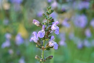 Fototapeta premium Sage flower in bloom.