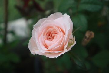 Bloomsbury rose flowers blur background
