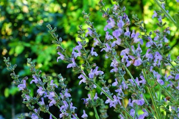 Sage flower in bloom.