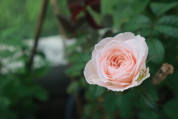 Bloomsbury rose flowers blur background