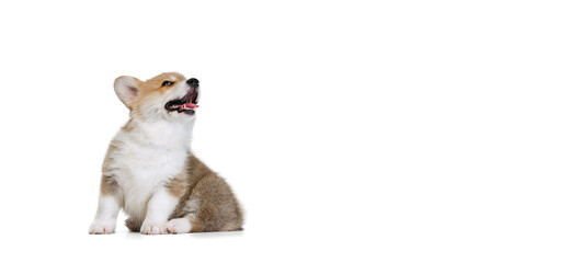 Full-length portrait of cute puppy of Welsh corgi dog posing isolated on white studio background. Concept of motion, pets love, animal life. - obrazy, fototapety, plakaty