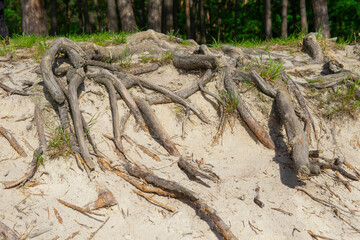 Exposed tree roots in the forest