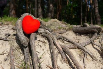 Red heart on exposed tree roots in the forest