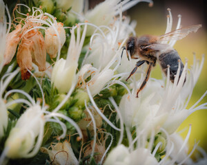 Fototapeta na wymiar Bee collecting nectar in a flower