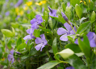 blue periwinkle flowers in green foliage 3