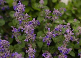 Obraz premium Feline mint variety with blue flowers 2