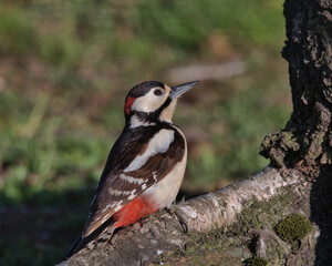 Male great spotted woodpecker perched on a tree root.