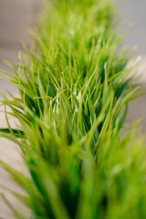 Artificial green grass in the office, decoration and decor for office or home