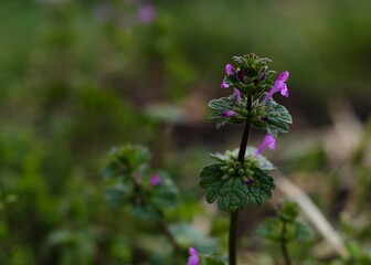 Glekhoma ivy (Budra) in the sun 2