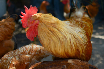 Gallo rojo en la granja, cresta roja