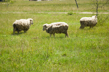 Ovejas Blancas pastando en el campo