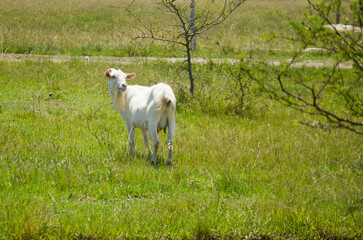 Cabras blancas en el campo, chivo blanco