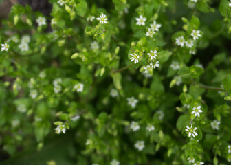 small flowers of white color
