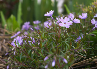 purple phlox flowers in the spring garden
