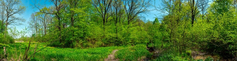 Spring forest and field on a background of blue sky