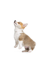 Full-length portrait of cute puppy of Welsh corgi dog posing isolated on white studio background. Concept of motion, pets love, animal life.