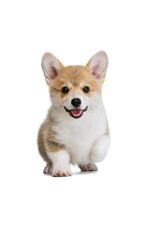 Happy cute puppy of Welsh corgi dog posing isolated on white studio background. Concept of motion, pets love, animal life.