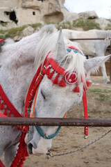 Stable with horses in Cappadocia