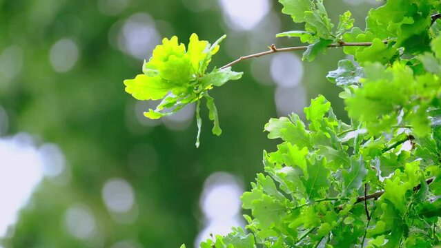 Rain Storm, Wind Gusts, young green oak foliage, Quercus robur leaves, spring, summer season in park, forest with blurry bokeh, nature protection, concept Severe Weather, background for designer