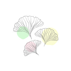 Ginkgo biloba leaves with color spot isolated on white. Minimal outline for branding. Beautiful asian style design for logo, textile, wallpaper, wrapping and etc. 