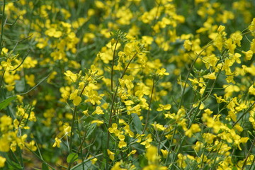 Fototapeta premium flowers that bloom in spring