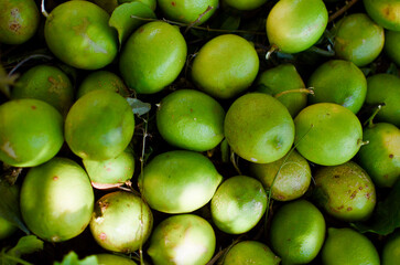 Cultivo y cosecha de plantas de Limon