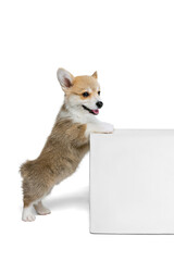 Full-length portrait of cute puppy of Welsh corgi dog posing isolated on white studio background. Concept of motion, pets love, animal life.