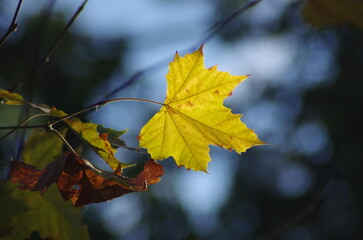 Lonely autumn yellow maple leaf in the park in the wind