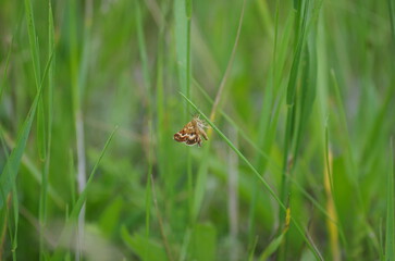 Summer little butterfly is resting in the grass