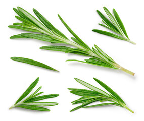 Rosemary. Rosemary isolated on white background. Top view rosemary twig set. Green herbs isolated...
