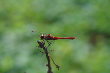 beautiful red dragonfly close up