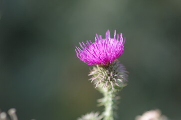 summer blooming pink Carduus in the fields