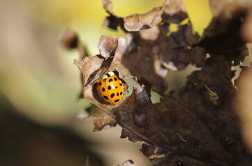 dry autumn leaf with ladybug