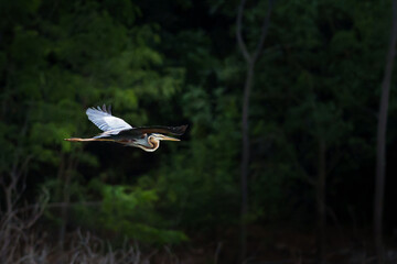 Portrait, Purple heron or Ardea purpurea is flying freedom alone in the evening forest in the shadows at Kaeng Krachan National Park, Phetchaburi, Thailand. Leave space for text input.
