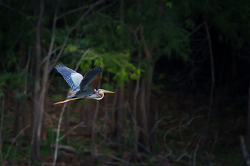 Portrait, Purple heron or Ardea purpurea is flying freedom alone in the evening forest in the shadows at Kaeng Krachan National Park, Phetchaburi, Thailand. Leave space for text input.