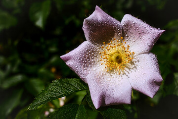 Hagebuttenblüte