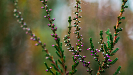 Macro de tiges de bruyère sauvages, dans un environnement aux couleurs automnales et riches