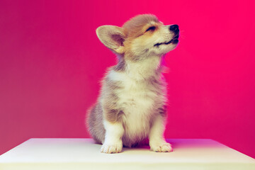 Funny fluffy puppy of Welsh corgi dog isolated on magenta color background. Concept of breed, show, pets love, animal life.