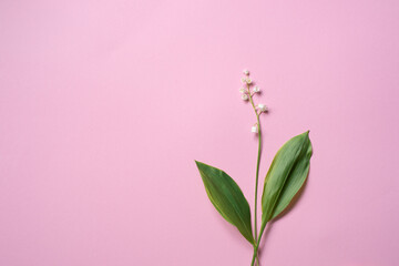 Fototapeta na wymiar Twigs of lily of the valley flowers lie on a pink background