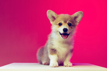 Smiling fluffy puppy of Welsh corgi dog isolated on magenta color background. Concept of breed,...