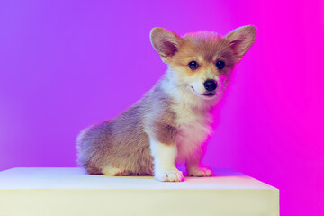 Charming puppy of Welsh corgi dog posing isolated on gradient purple pink studio background. Concept of kids, show, pets love, animal life.