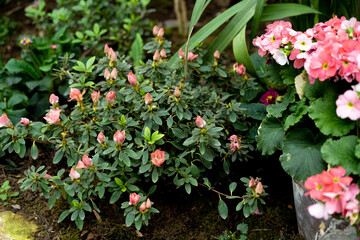 Bush roses bloom in the garden, pink roses - coral color