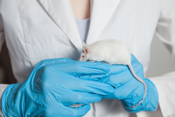 A small white laboratory mouse with red eyes in the hand of a scientist in a blue rubber glove....
