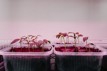 Young seedlings in trays grow under a phytolamp. Home gardening.