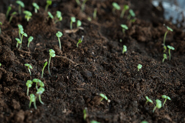Young seedlings sprout from the ground