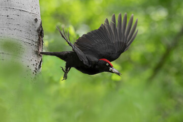 Like a butterfly, black woodpecker male flies out of nest (Dryocopus martius)