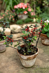 Fototapeta na wymiar Plants with red berries in a pot in the garden in the greenhouse