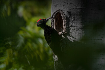 Sunset in the woodland, fine art portrait of Black woodpecker male on nest (Dryocopus martius)