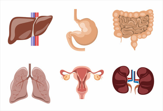 Human internal organs icon set. Contains liver, brain, kidneys, lungs, heart, stomach. Medical science