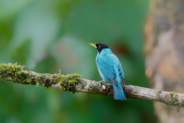  The green honeycreeper (Chlorophanes spiza) is a small passerine bird. This male was sitting on a branch in the rainforest with a dark background and copy space.